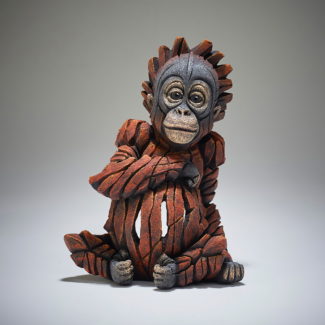 Orangutan Baby 